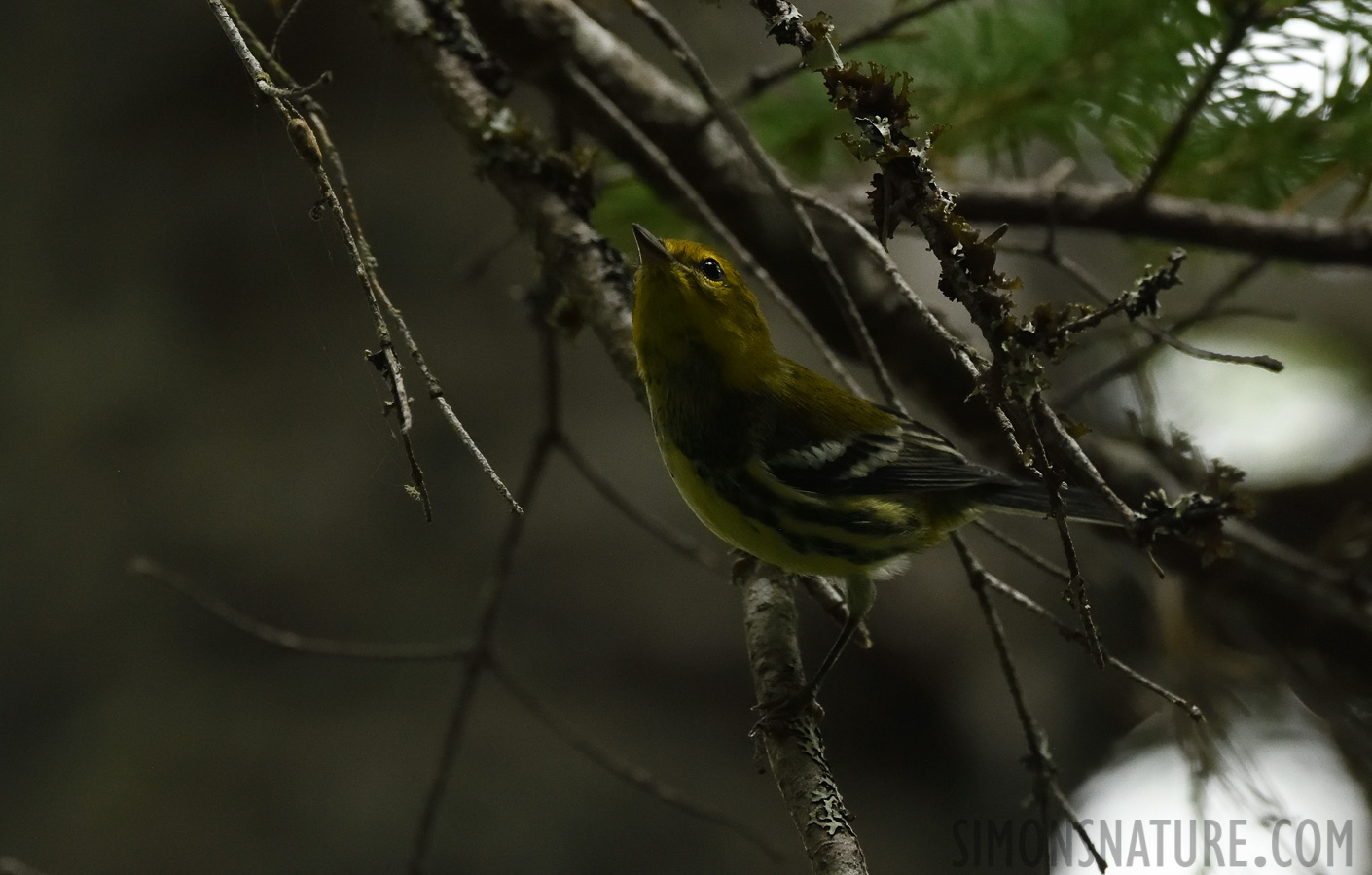 Setophaga virens [400 mm, 1/1000 sec at f / 7.1, ISO 2500]